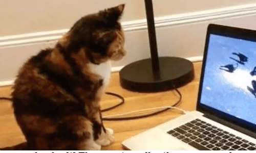 Cat That Loves The Computer Screen Helps Owner Submit Grant Application