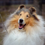 Puppy Application Headline Collies