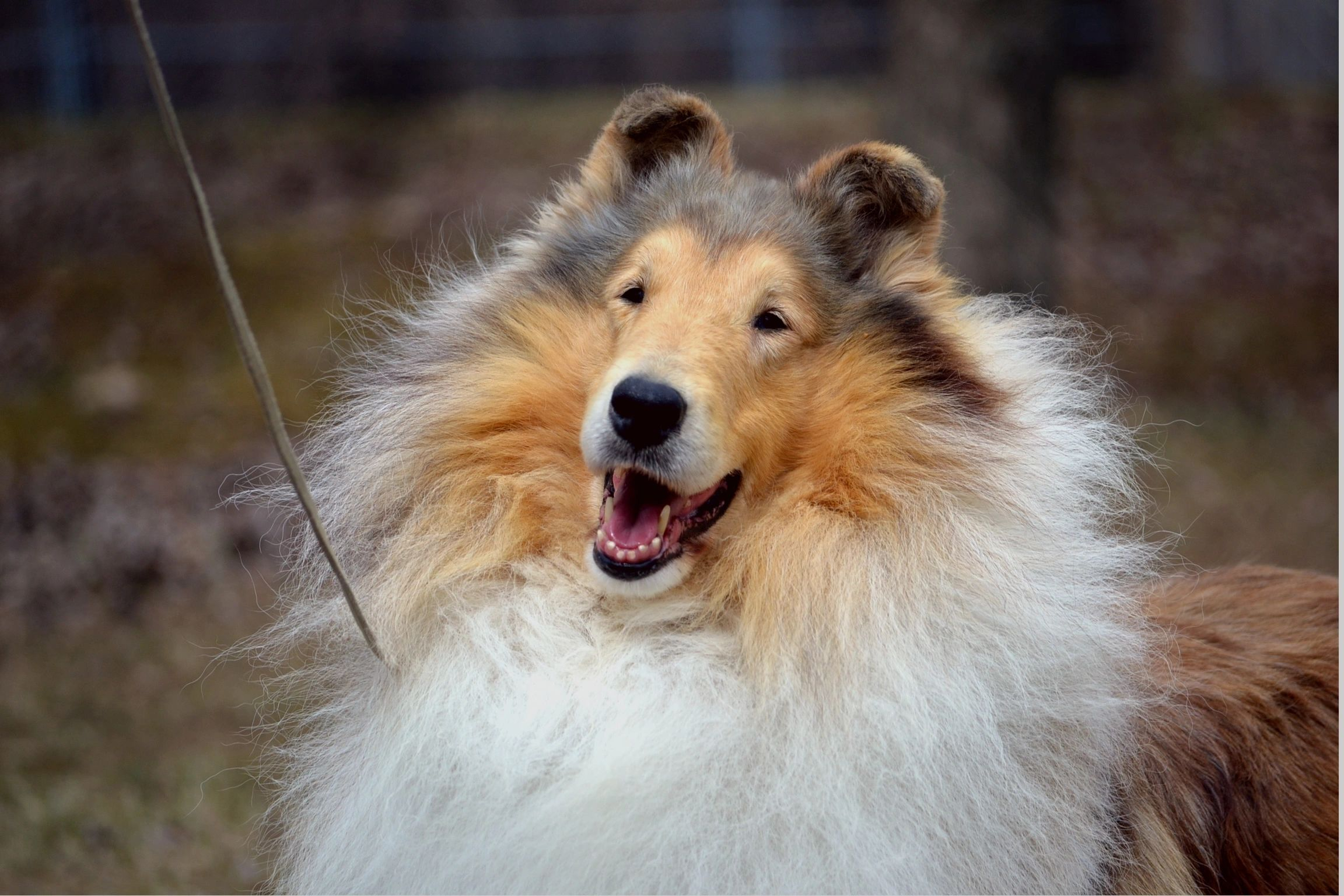 Puppy Application Headline Collies